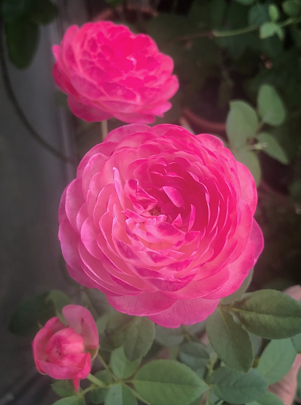 'Yume-akari' rose photo