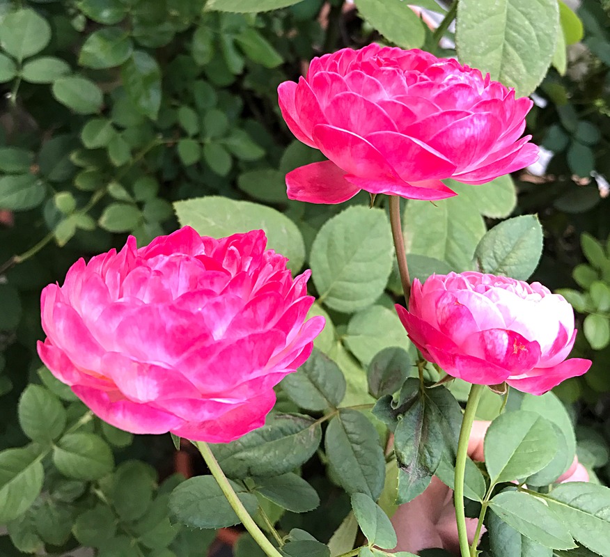 'Yume-akari' rose photo