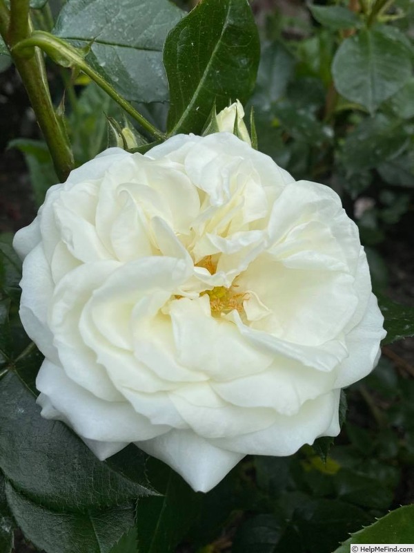 'Alabaster ® (floribunda, Evers/Tantau 2007)' rose photo