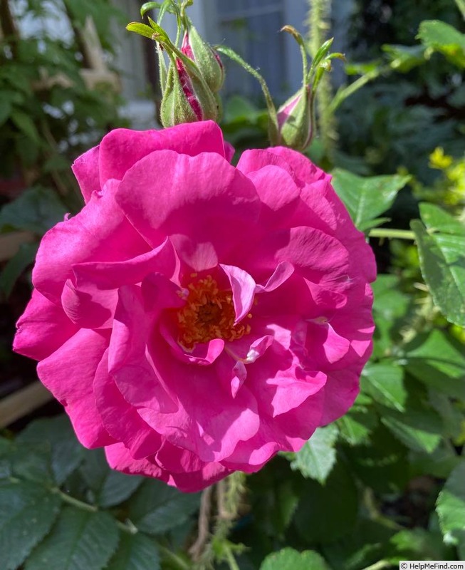 'Wild Edric' rose photo