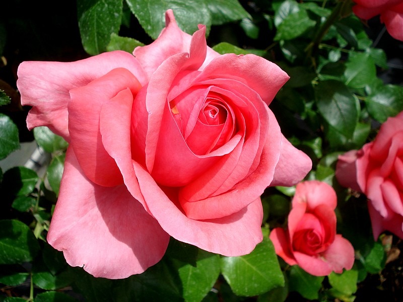 'Special Anniversaire ®' rose photo