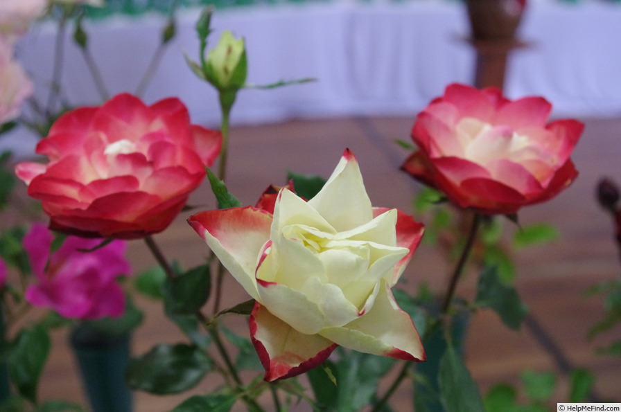 'Origami ® (floribunda, Meilland 2009)' rose photo