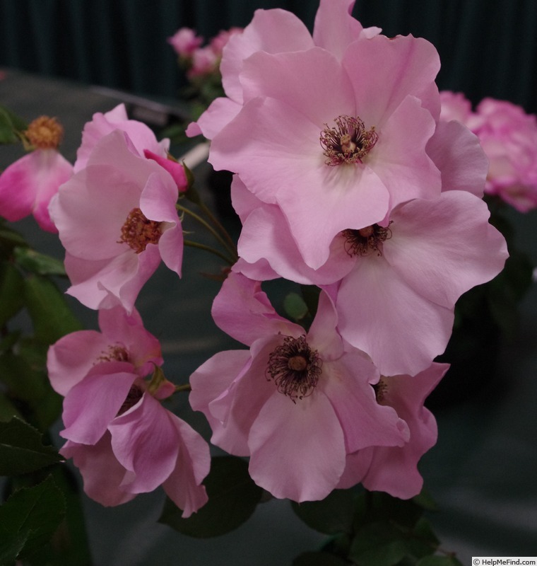 'Dainty Bess' rose photo