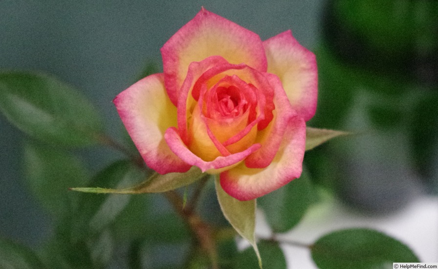 'Tracey Wickham' rose photo