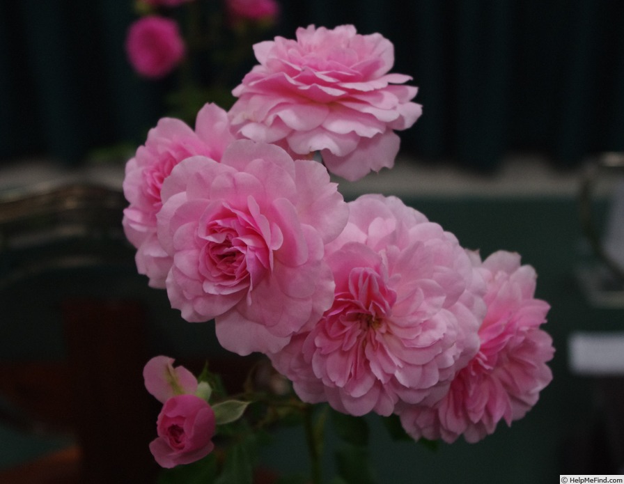 'Bonica ® (shrub, Meilland, 1975)' rose photo