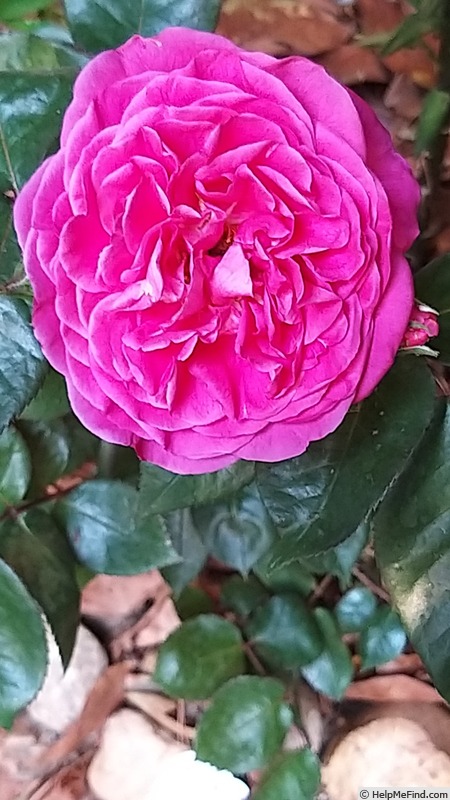 'La rose Monsieur ®' rose photo