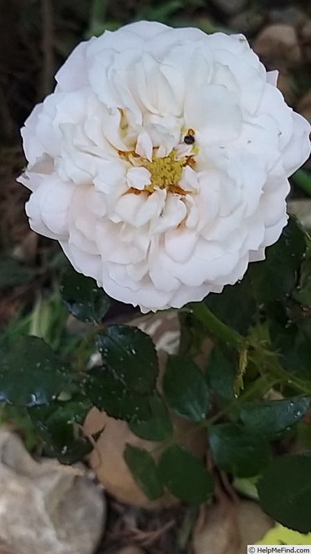 'Cremosa ®' rose photo