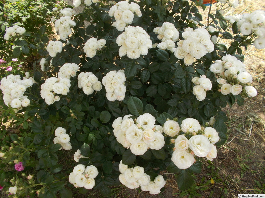 'Bouquet Parfait ® (Hybrid Musk, Lens, 1989)' rose photo