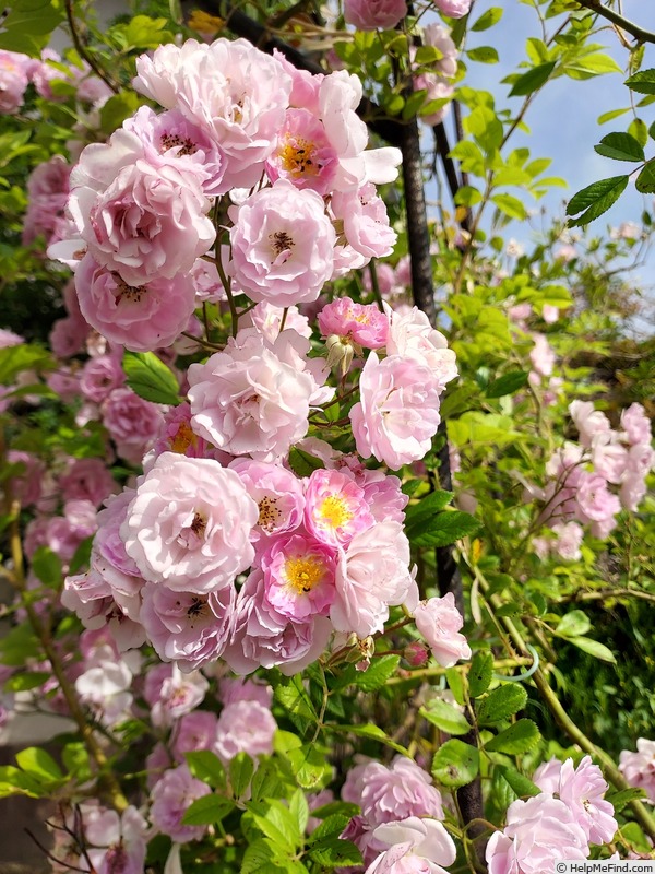 'Eleonore Berkeley' rose photo