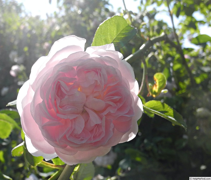 'Duchesse De Montebello (hybrid China, Laffay, 1824)' rose photo