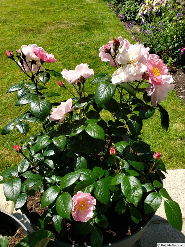 'Utopia ® (floribunda, Delbard 2012)' rose photo