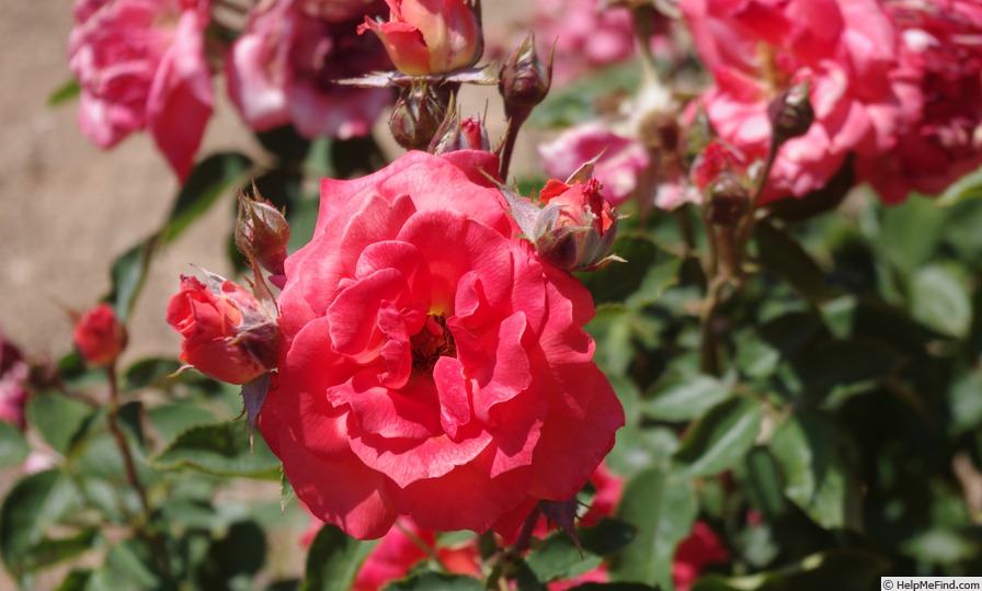 'Frantisek Valásek' rose photo