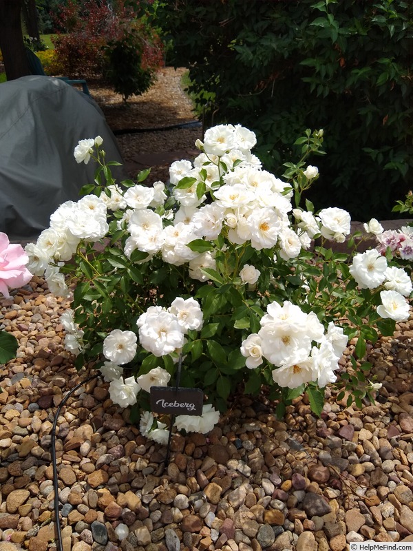 'Iceberg (floribunda, Kordes 1958)' rose photo