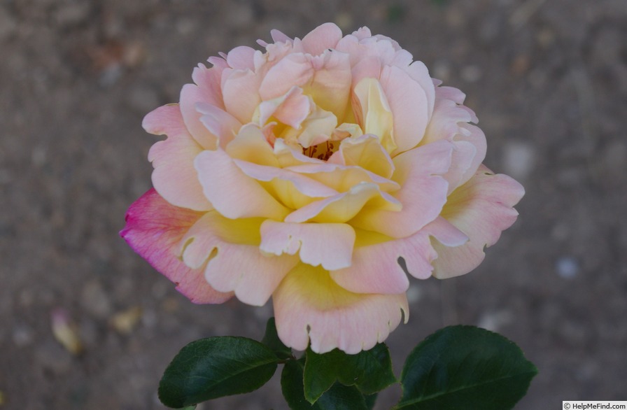'Tahiti (hybrid tea, Meilland, 1947)' rose photo