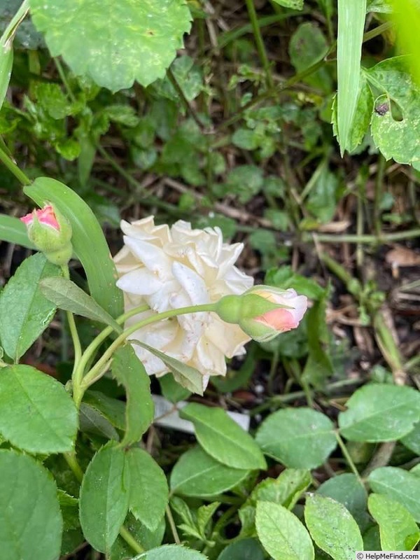 'Buff Beauty (Hybrid Musk, Bentall, 1939)' rose photo