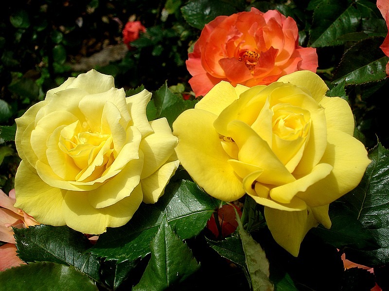 'Friesia (floribunda, Kordes 1973)' rose photo