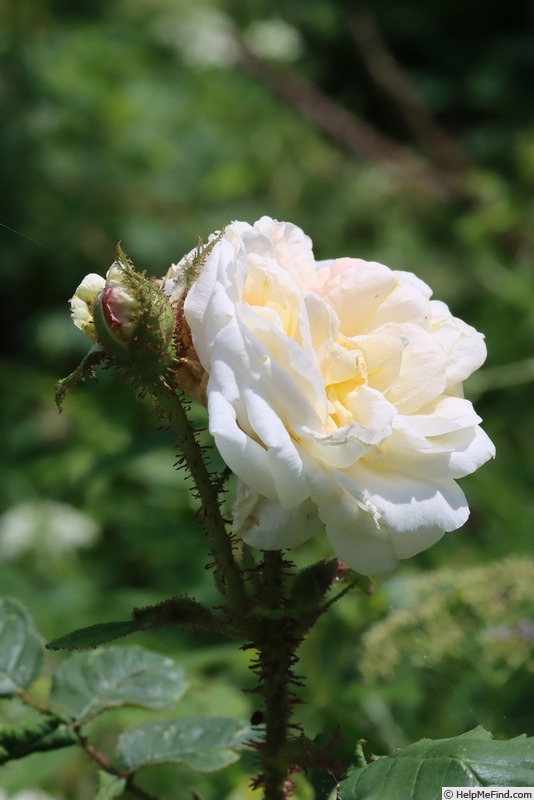 'Golden Moss' rose photo