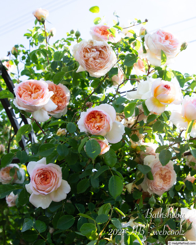 'Bathsheba' rose photo