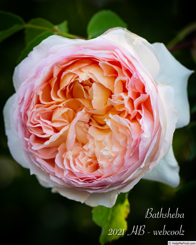 'Bathsheba' rose photo
