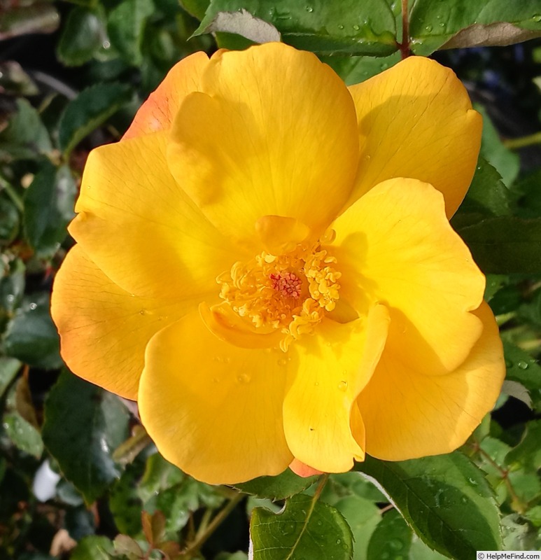 'Sunglow (mini-flora, Wells 2007)' rose photo