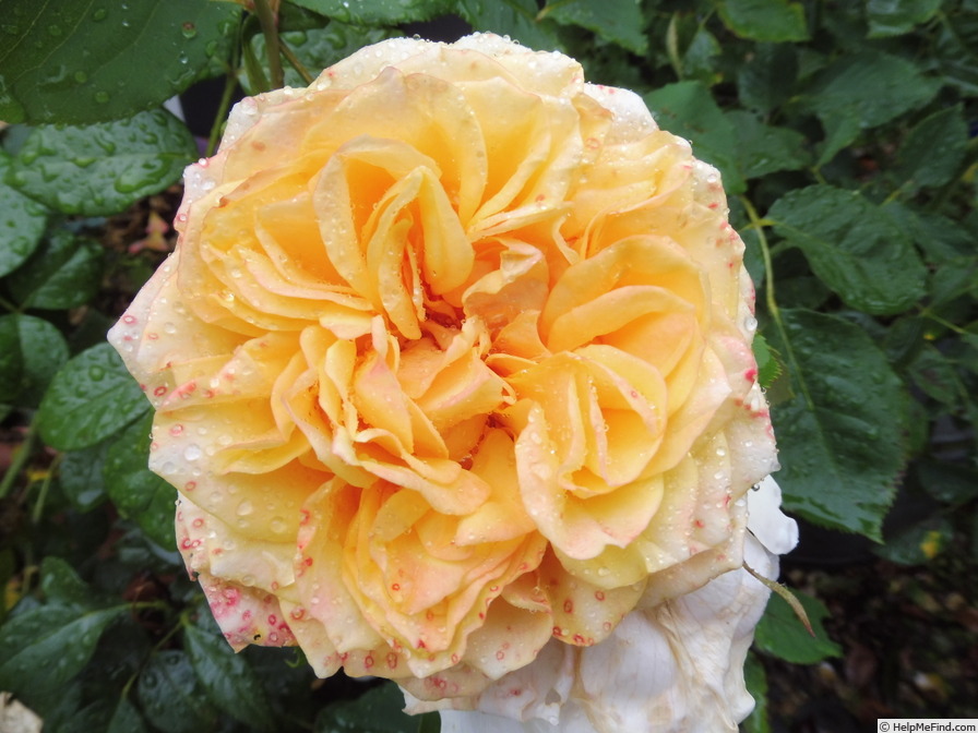 'La Villa Cotta ®' rose photo