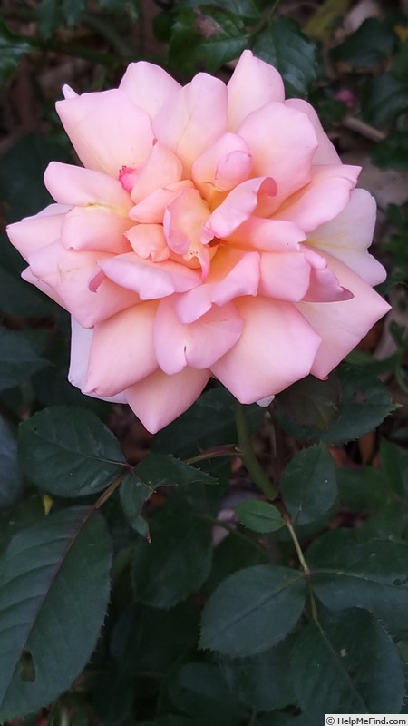 'Belle du Seigneur ®' rose photo