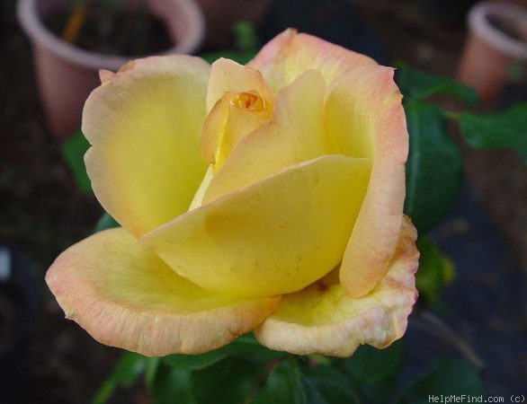 'Goldstrike' rose photo