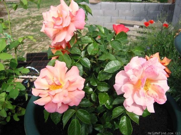 'Aprikola ®' rose photo