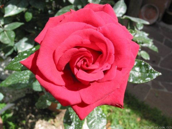 'Commandant Cousteau (hybrid tea, Adam, 1993)' rose photo