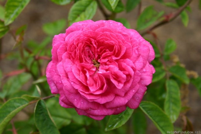 'Beau Narcisse' rose photo