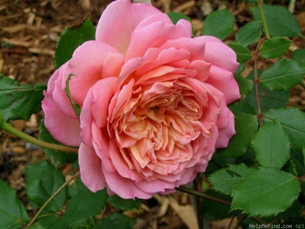 'Jubilee Celebration (shrub, Austin 2002)' rose photo