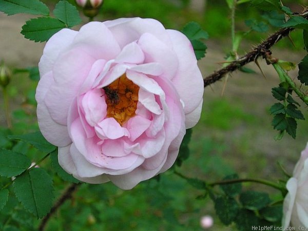 'Falkland' rose photo