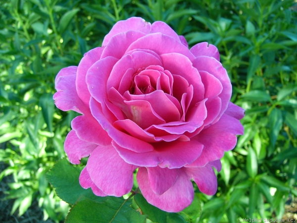 'Pink Peace' rose photo