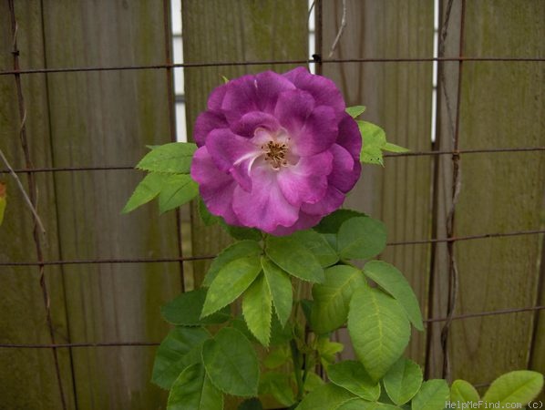 'Rhapsody in Blue ™' rose photo
