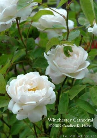'Winchester Cathedral ®' rose photo