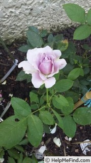 'Novalis ®' rose photo