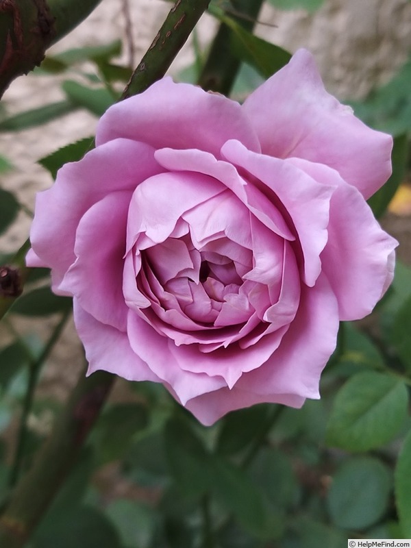 'Novalis ®' rose photo