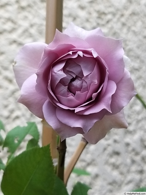 'Novalis ®' rose photo