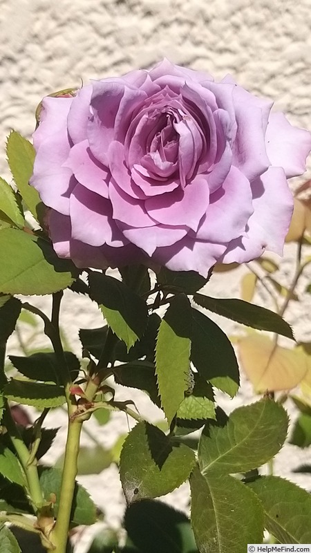 'Novalis ®' rose photo