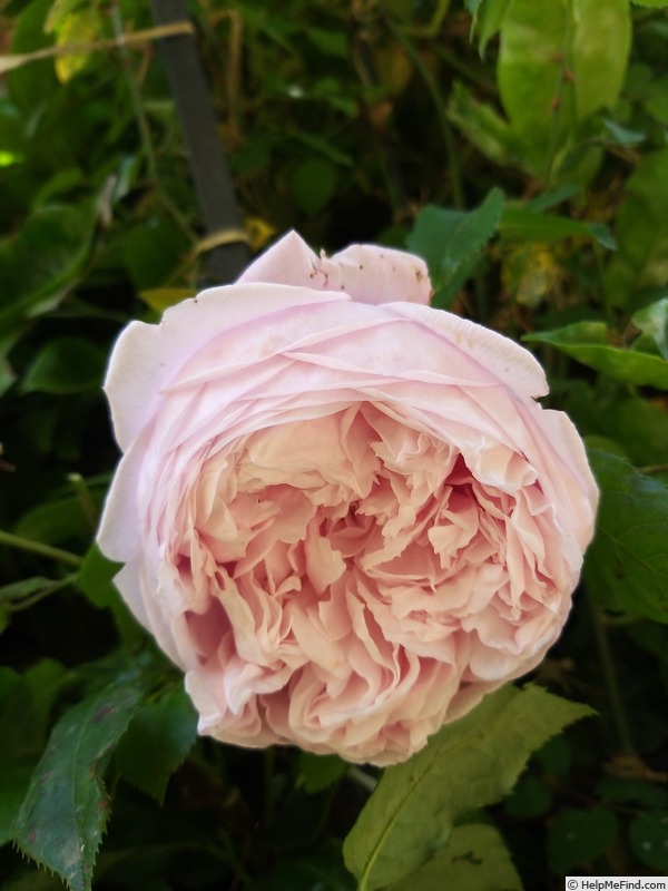 'Spirit of Freedom' rose photo
