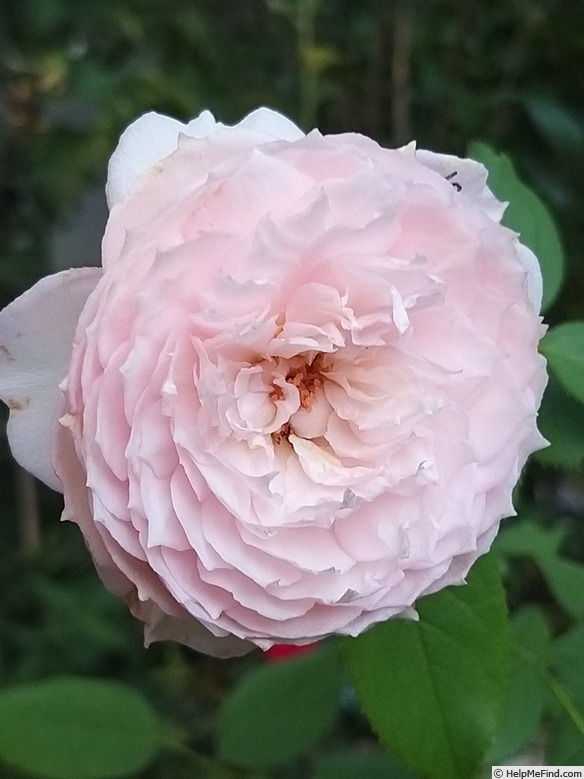 'The Mill On The Floss' rose photo