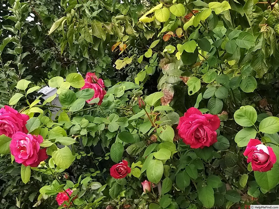 'Monica Bellucci®' rose photo