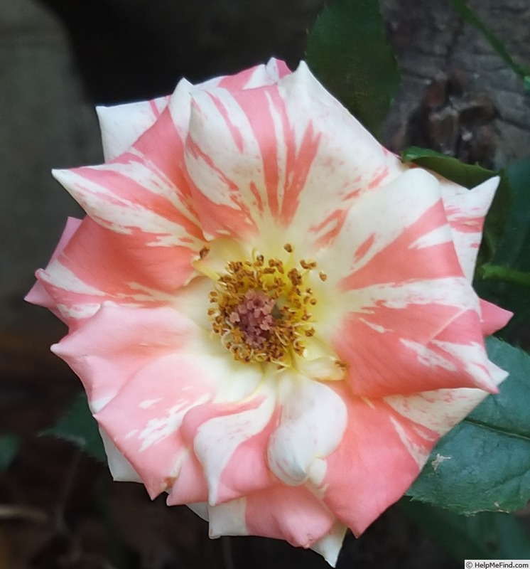 'Oranges 'n' Lemons ™' rose photo