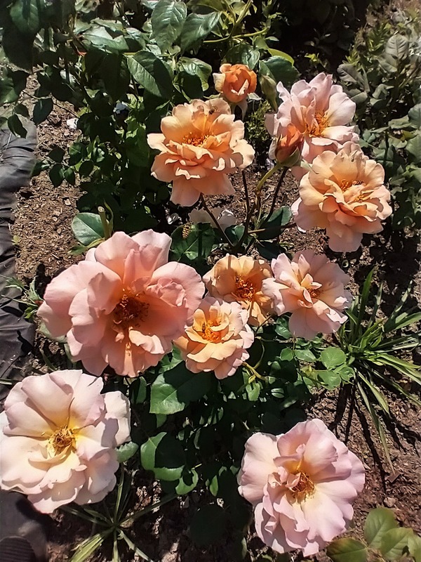 'Julia's Rose' rose photo