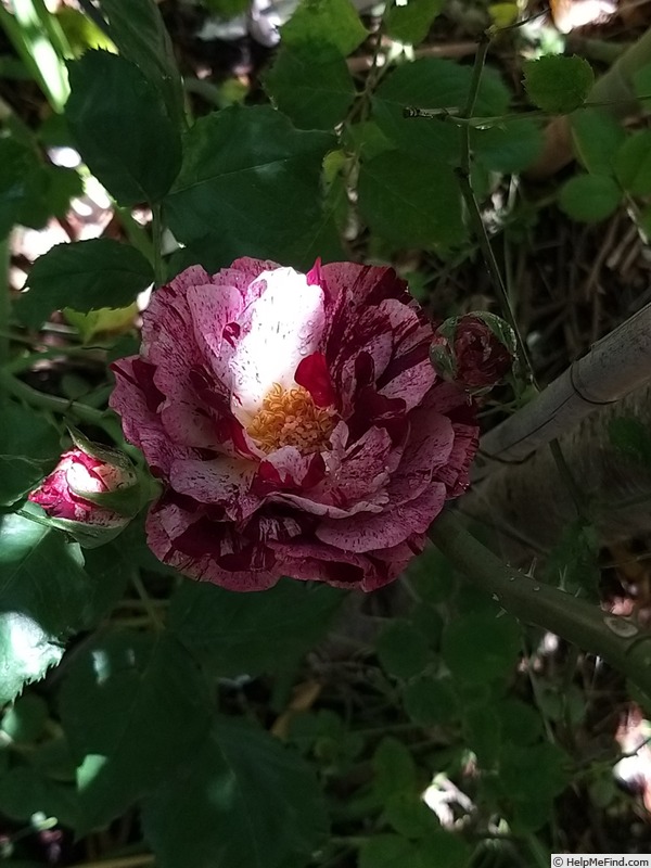 'New Imagine' rose photo