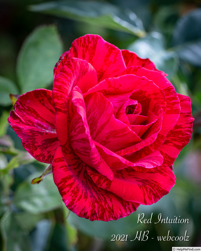'Red Intuition' rose photo