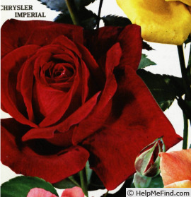 'Chrysler Imperial (Hybrid Tea, Lammerts, 1952)' rose photo