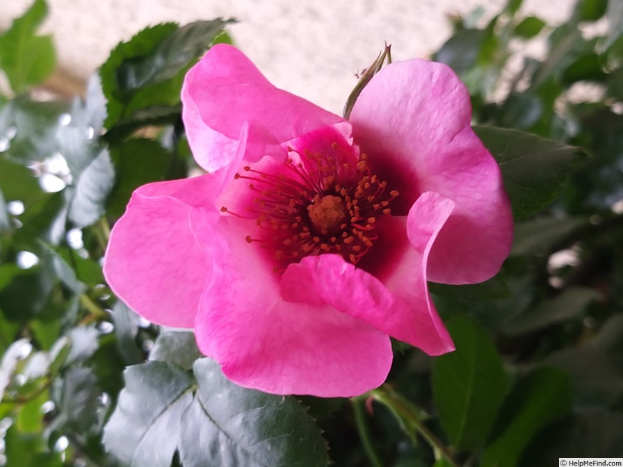 'Peace and Love ® (hybrid hulthemia, Warner, 2006)' rose photo