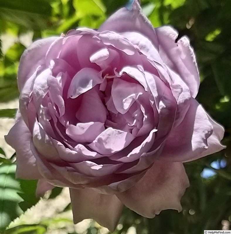 'Novalis ®' rose photo