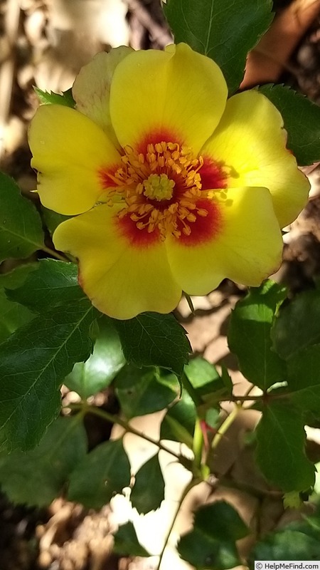 'Cream Babylon Eyes ®' rose photo